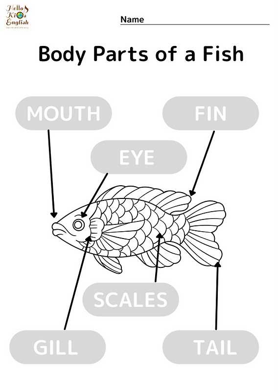 body parts of a fish worksheet