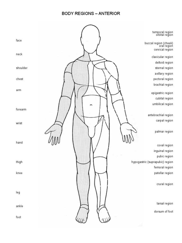 body regions worksheet