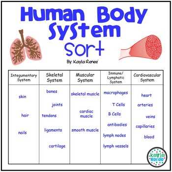 body systems worksheet