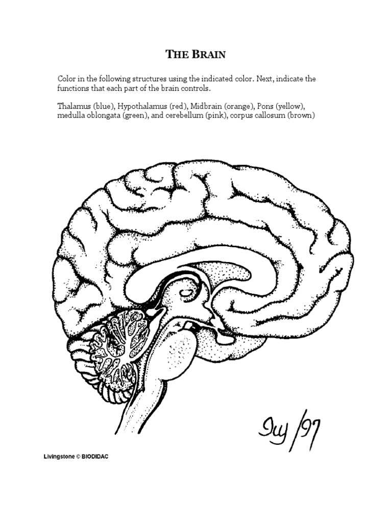 brain coloring worksheet