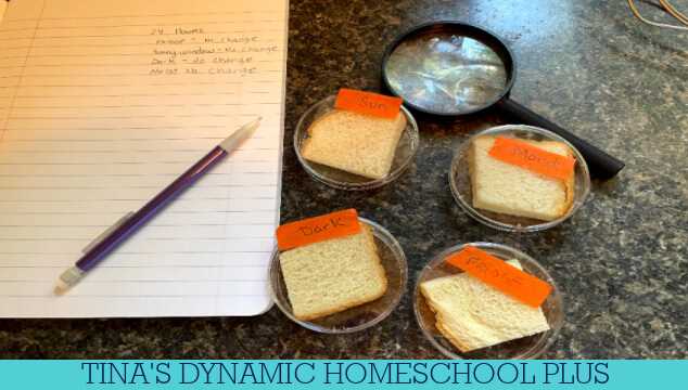 bread mold experiment worksheet