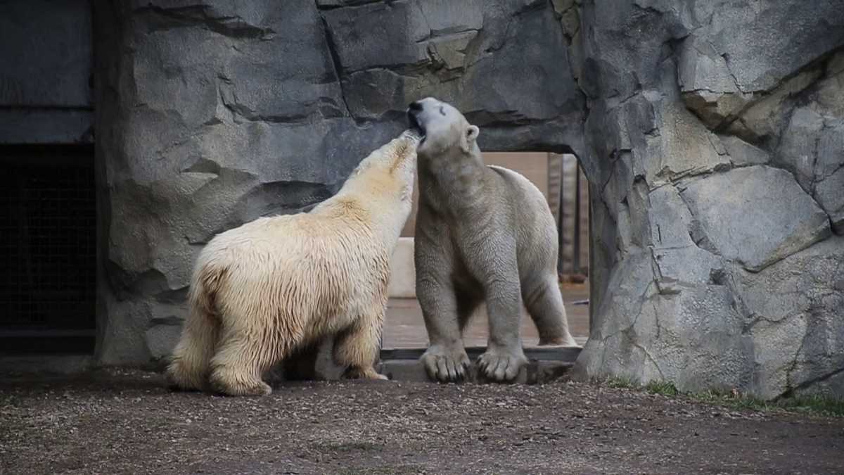 brookfield zoo worksheets brookfield zoo worksheets