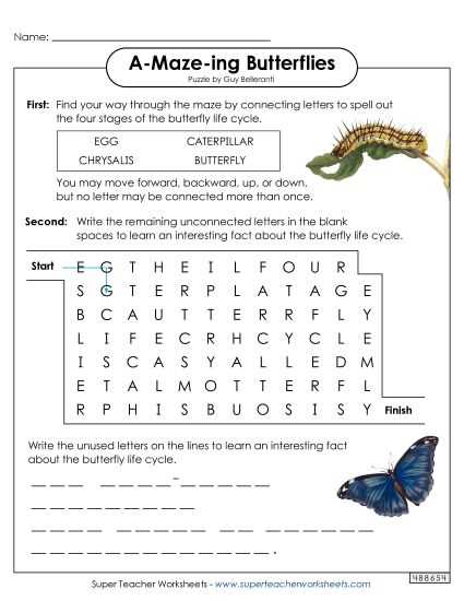butterfly life cycle kindergarten worksheet