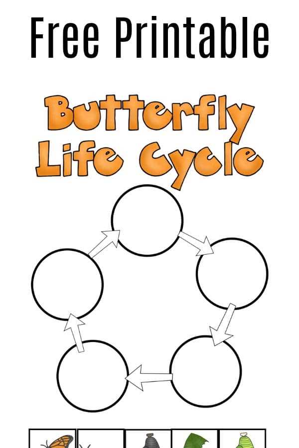 butterfly life cycle kindergarten worksheet