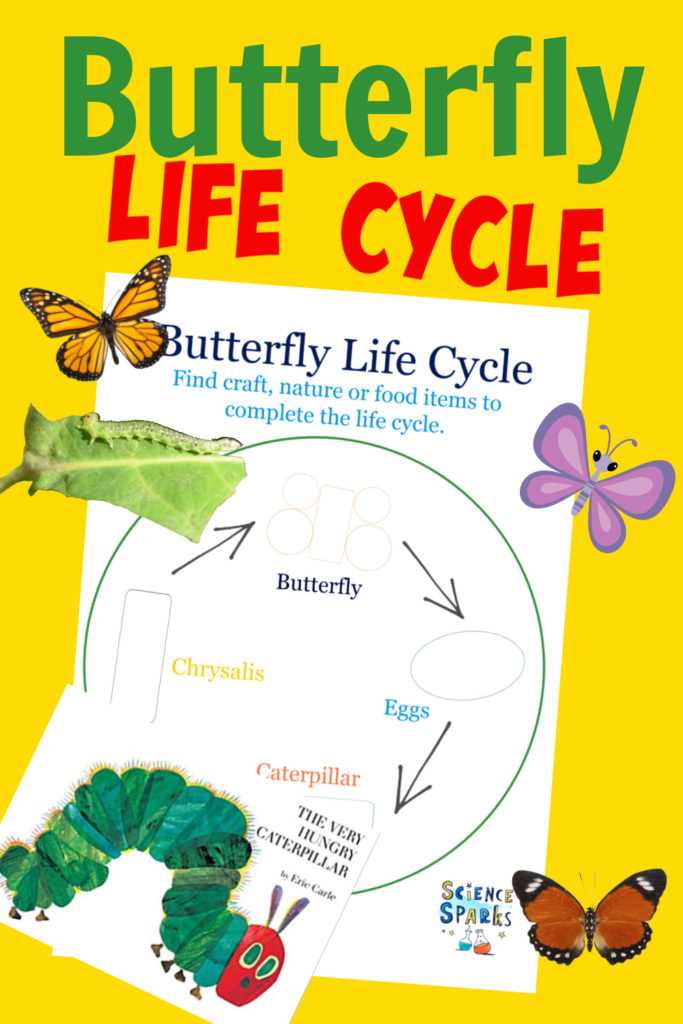 butterfly life cycle worksheet for kids