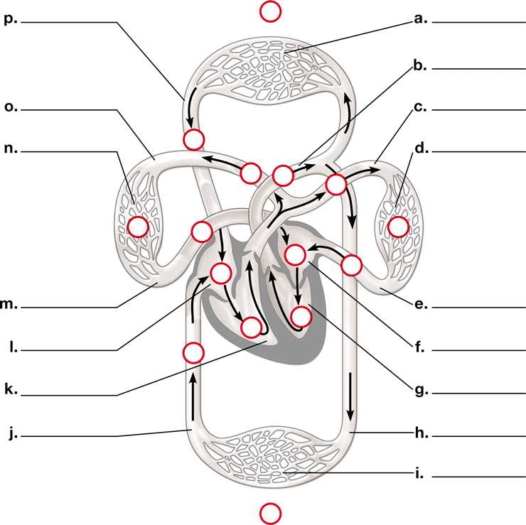 circulatory system label worksheet
