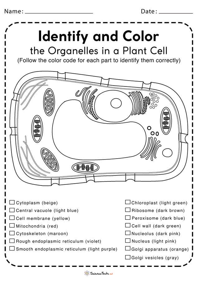 can you identify these cell structures worksheet