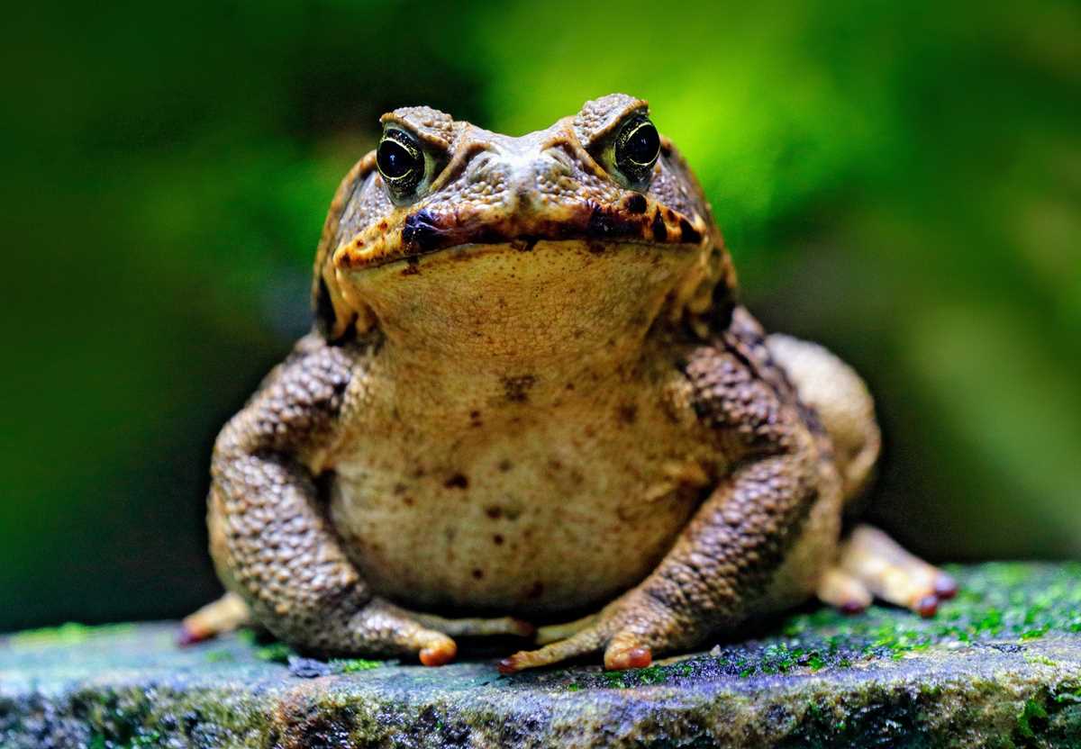 cane toad worksheet