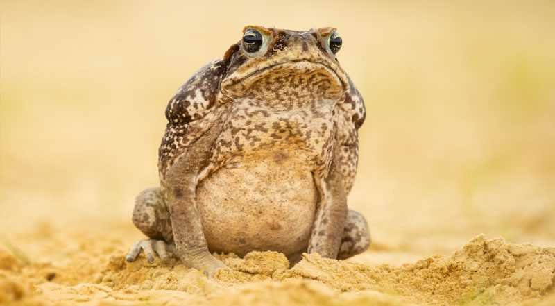 cane toad worksheet