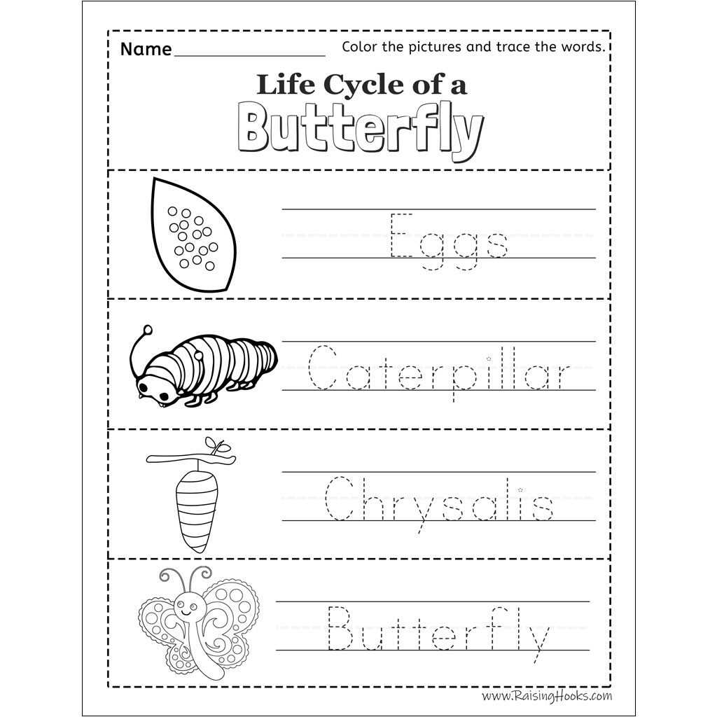 caterpillar life cycle worksheet