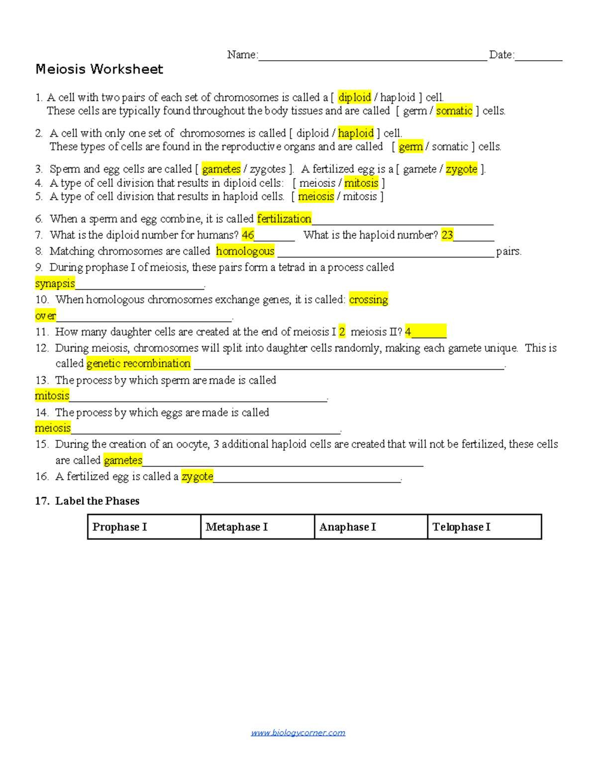 meiosis review worksheet