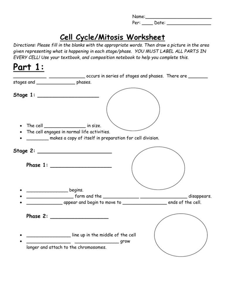 cell cycle and mitosis worksheet packet