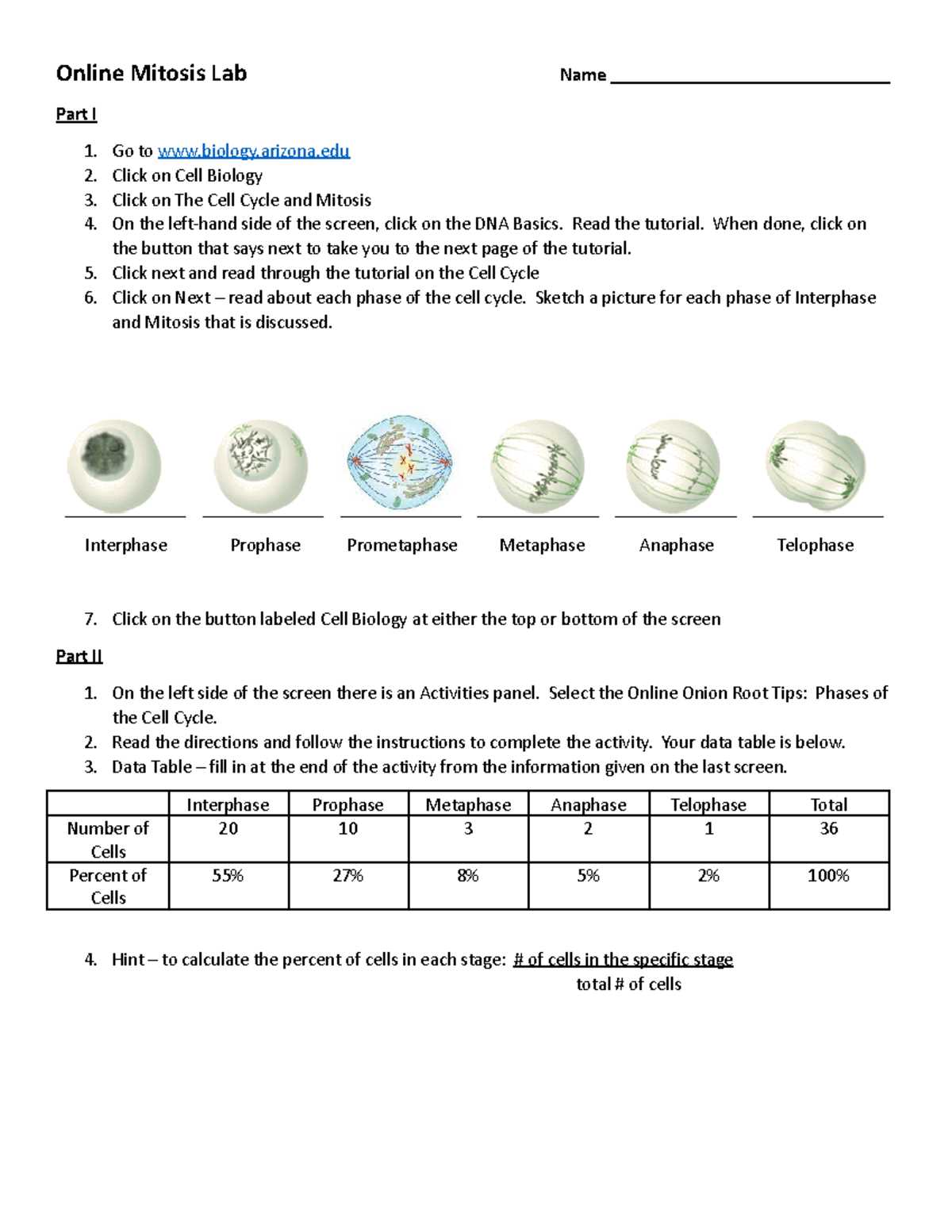 cell cycle and mitosis worksheet packet