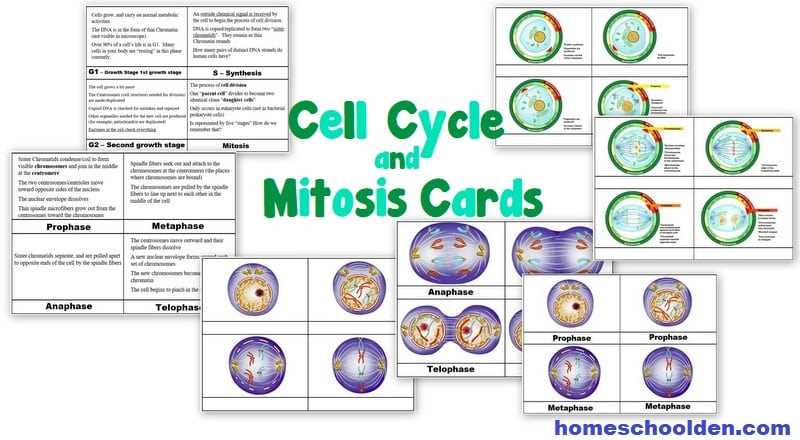cell cycle and mitosis worksheet packet