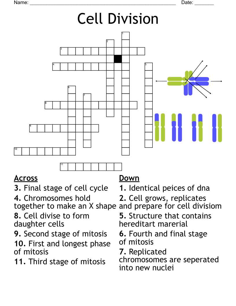 cell cycle worksheets
