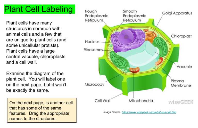 cell labeling worksheet
