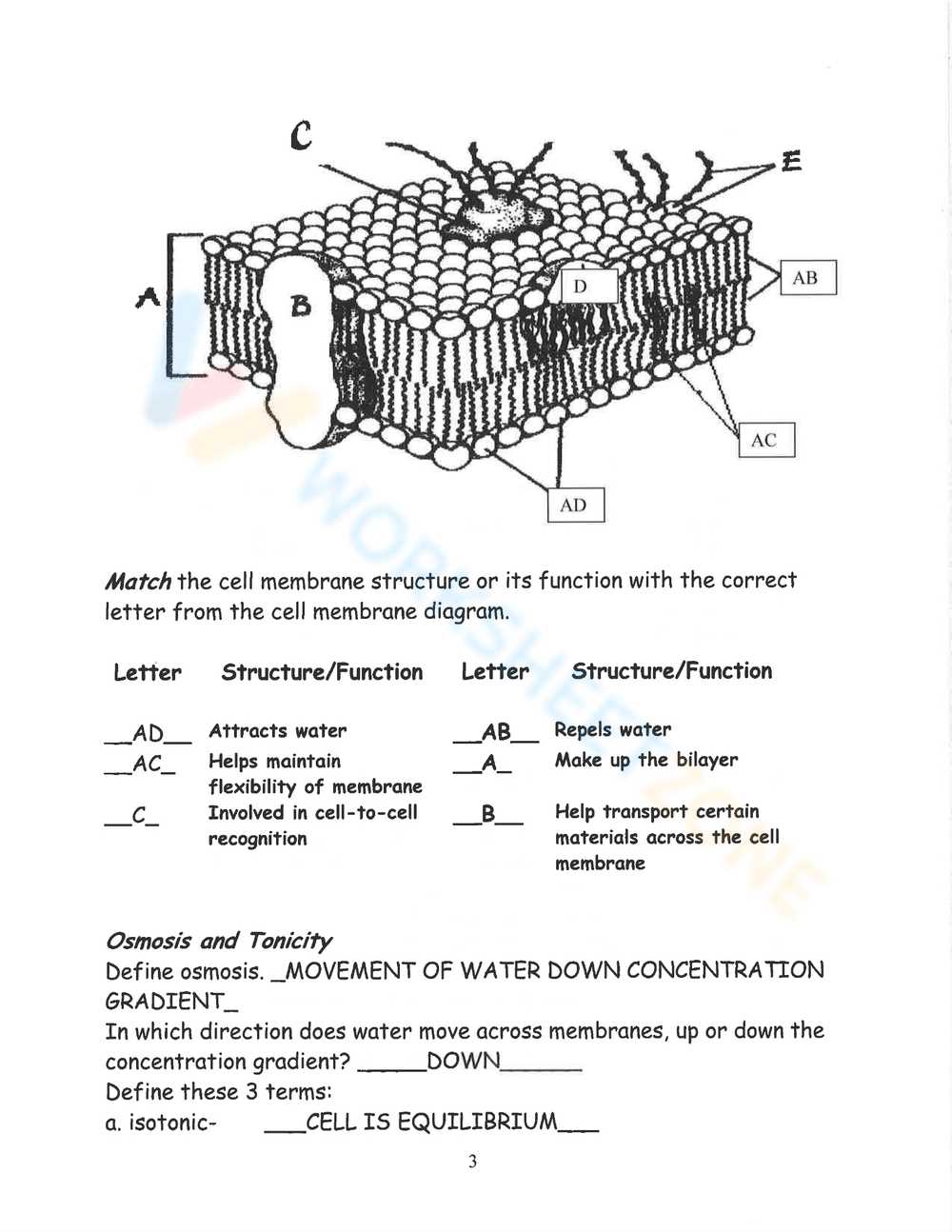 cell membrane color worksheet