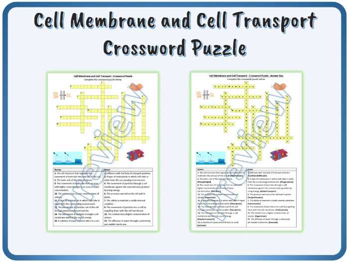 cell membrane transport worksheet