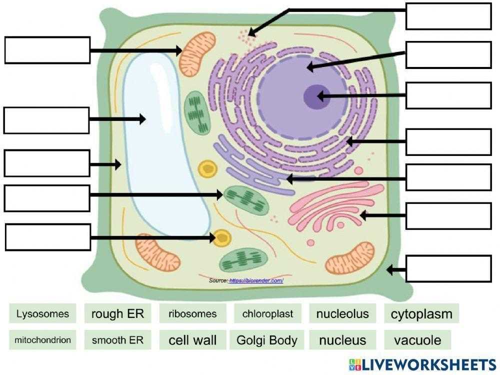cell organelle worksheets