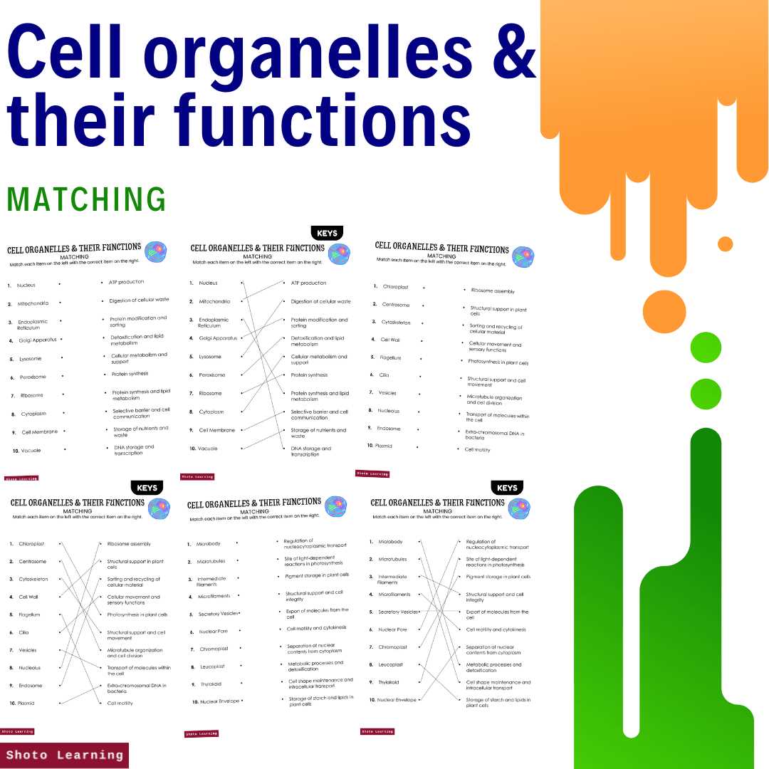 cell organelles notes worksheet