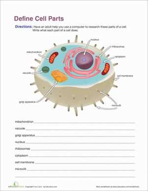 cell organelles worksheet biology