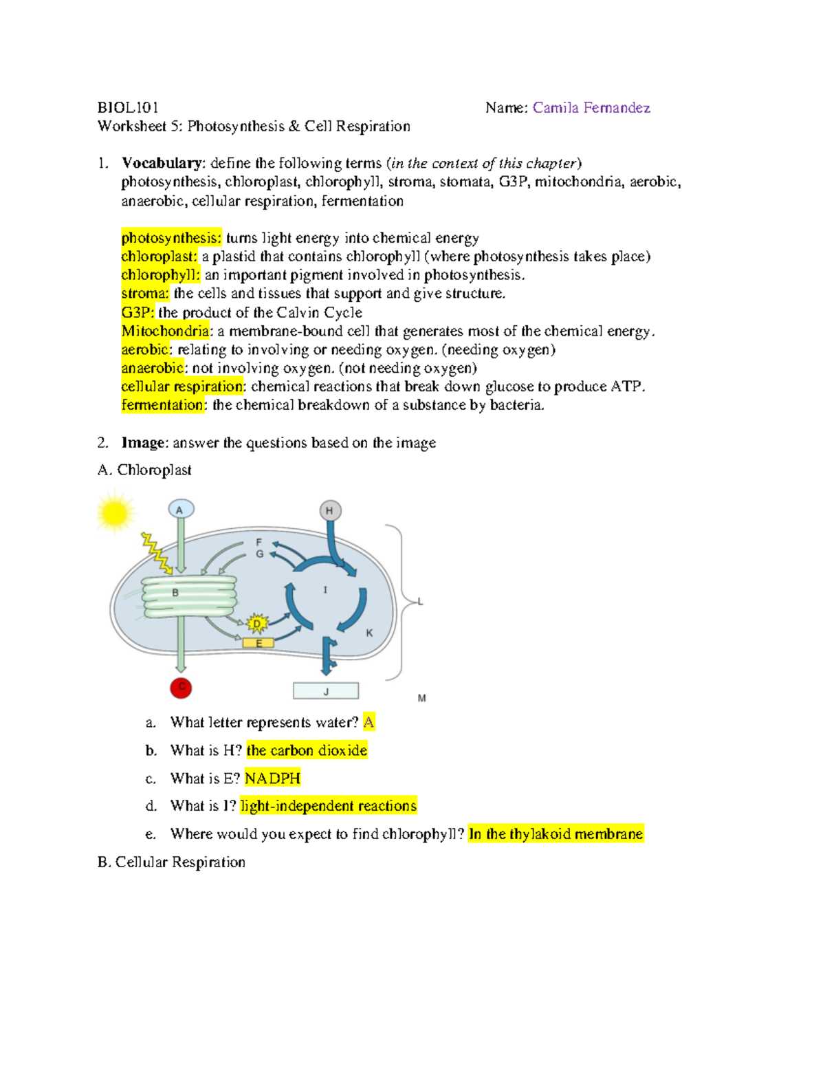 cellular respiration fermentation worksheet