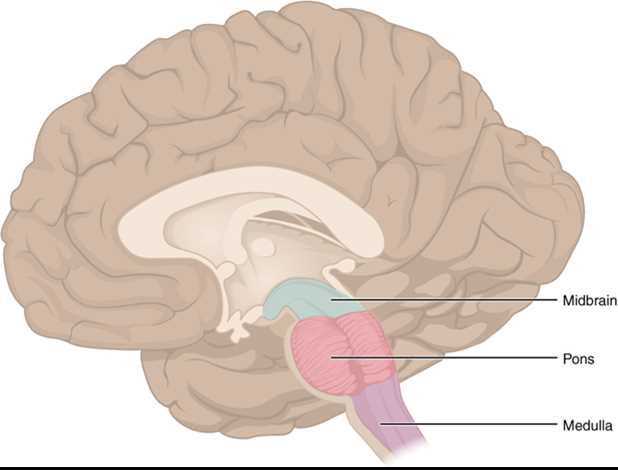 chapter 9 nervous system brain labeling worksheet chapter 9 nervous system brain labeling worksheet