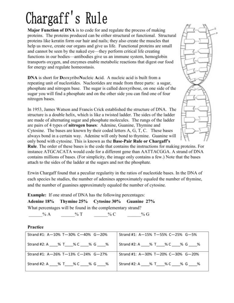 chargaffs dna data worksheet