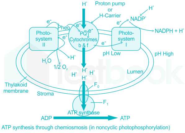 chemiosmosis atp synthesis in chloroplasts worksheet