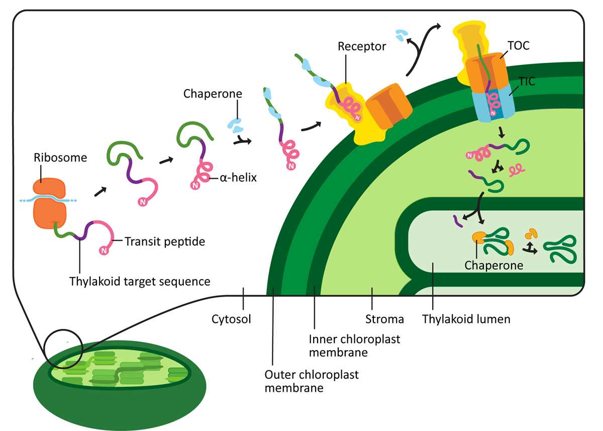 chemiosmosis atp synthesis in chloroplasts worksheet