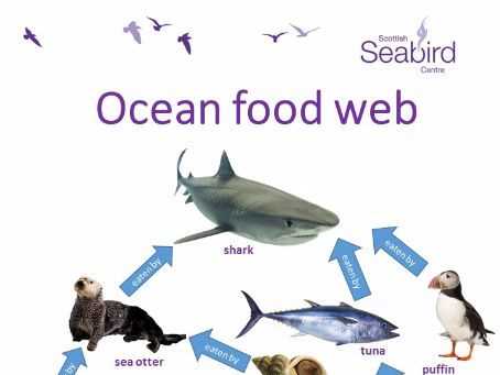 chesapeake bay food web worksheet