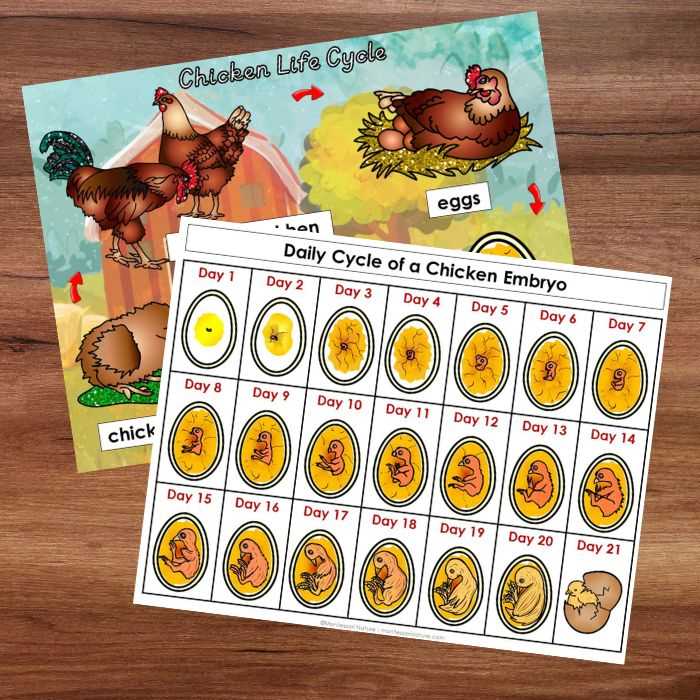 chicken embryology worksheets