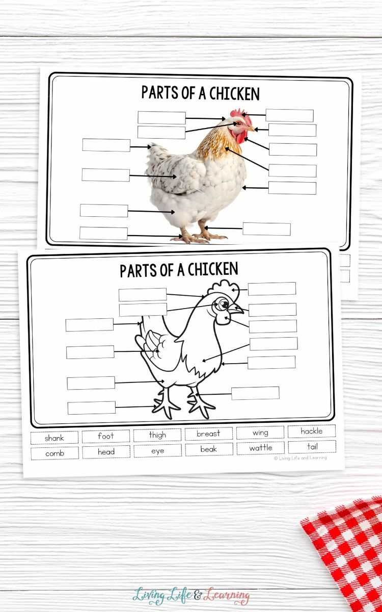 chicken little worksheets activities