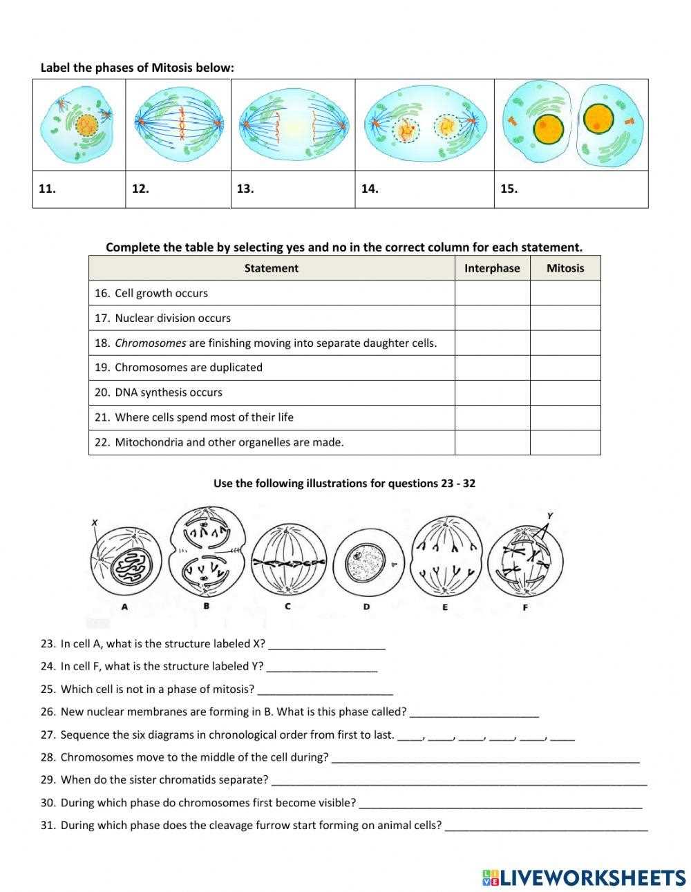 chromosome and meiosis unit reinforcement worksheet