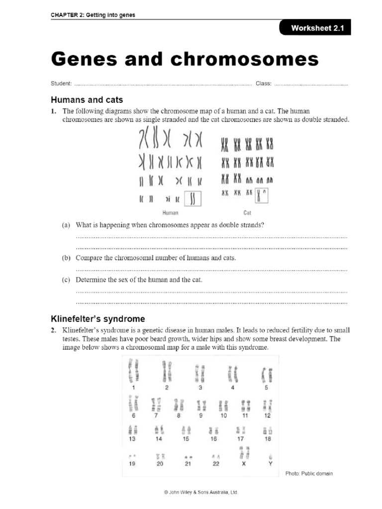 chromosome genes and dna worksheet