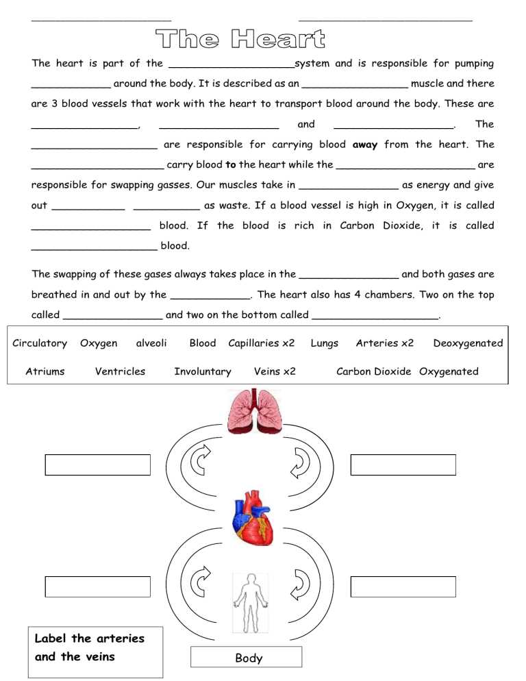 circulation and gas exchange worksheet