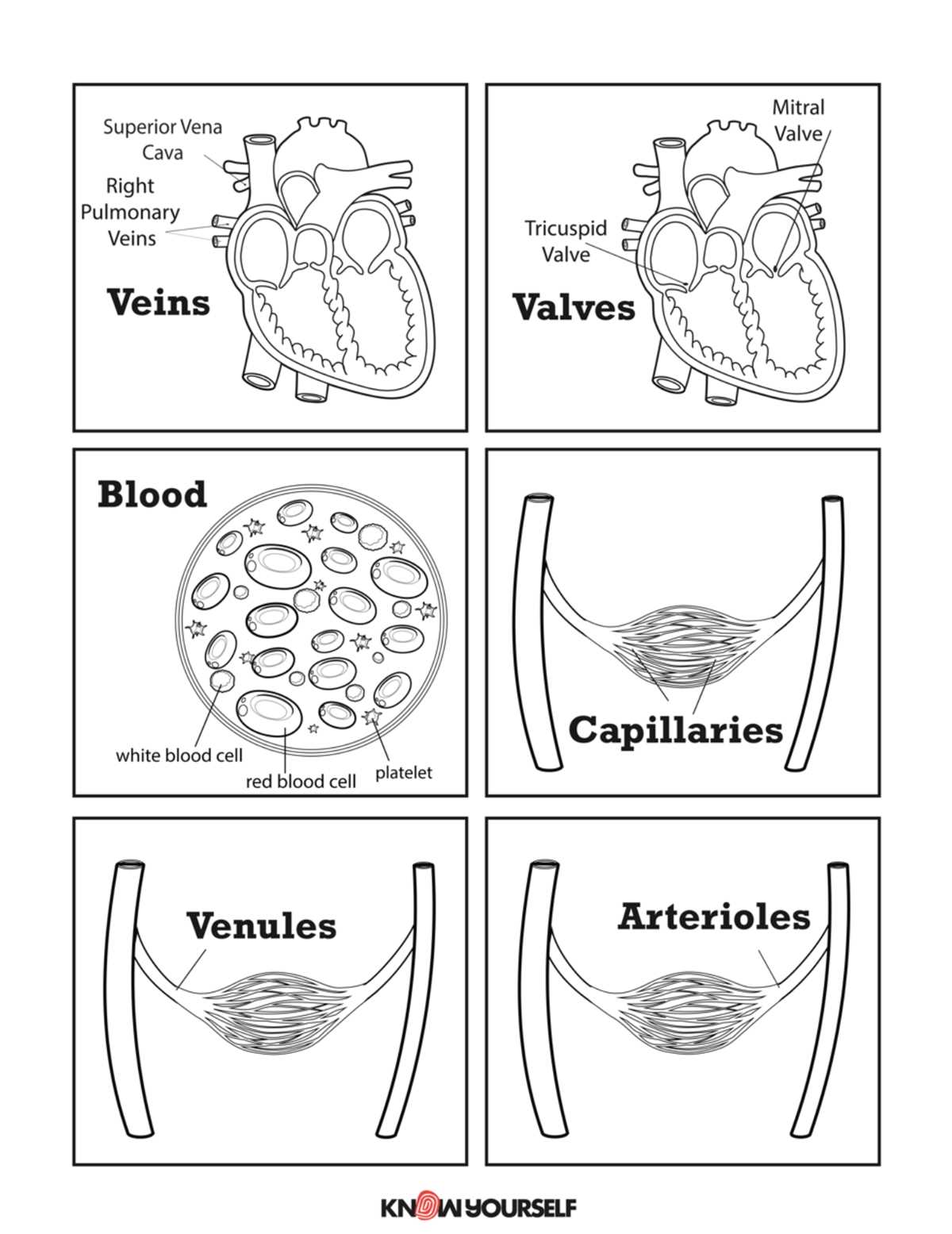 circulatory system worksheet