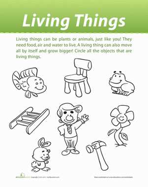 classification of living things worksheets