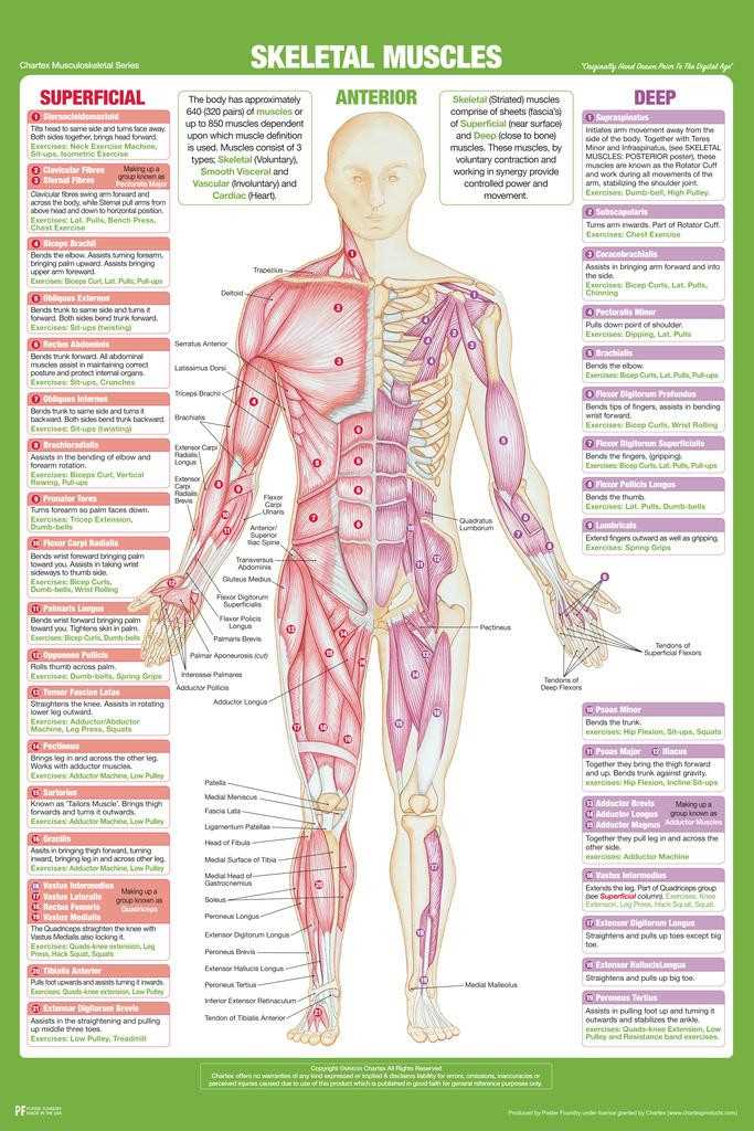 classification of skeletal muscles worksheet