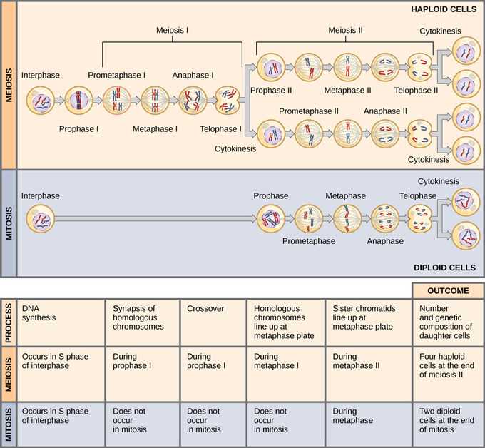 comparing mitosis and meiosis worksheet