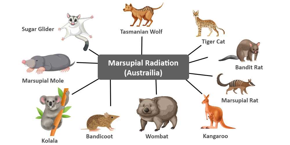 convergent and divergent evolution worksheet