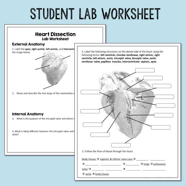 cow heart dissection lab worksheet