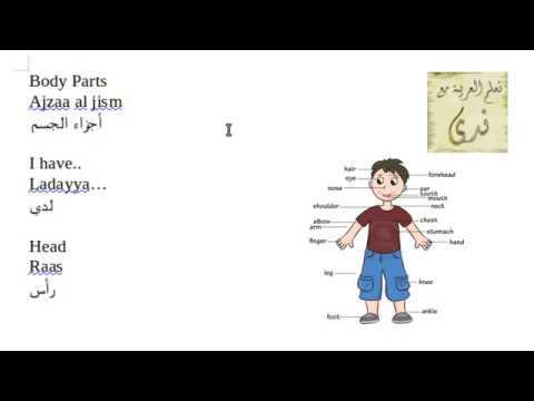 body parts in arabic worksheet