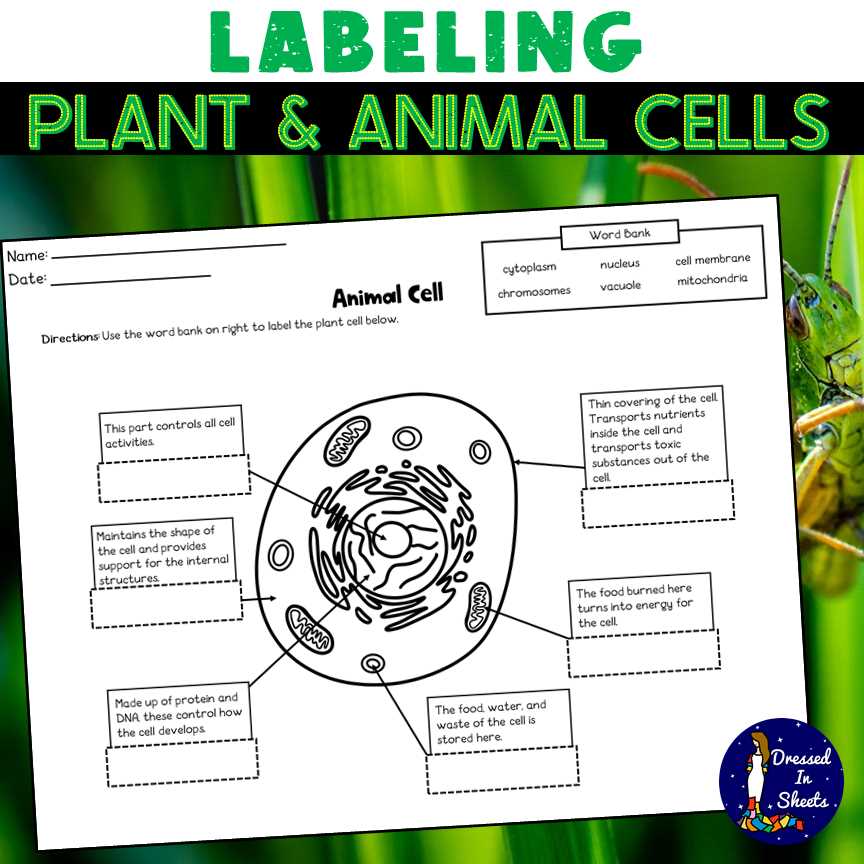 cell labeling worksheet