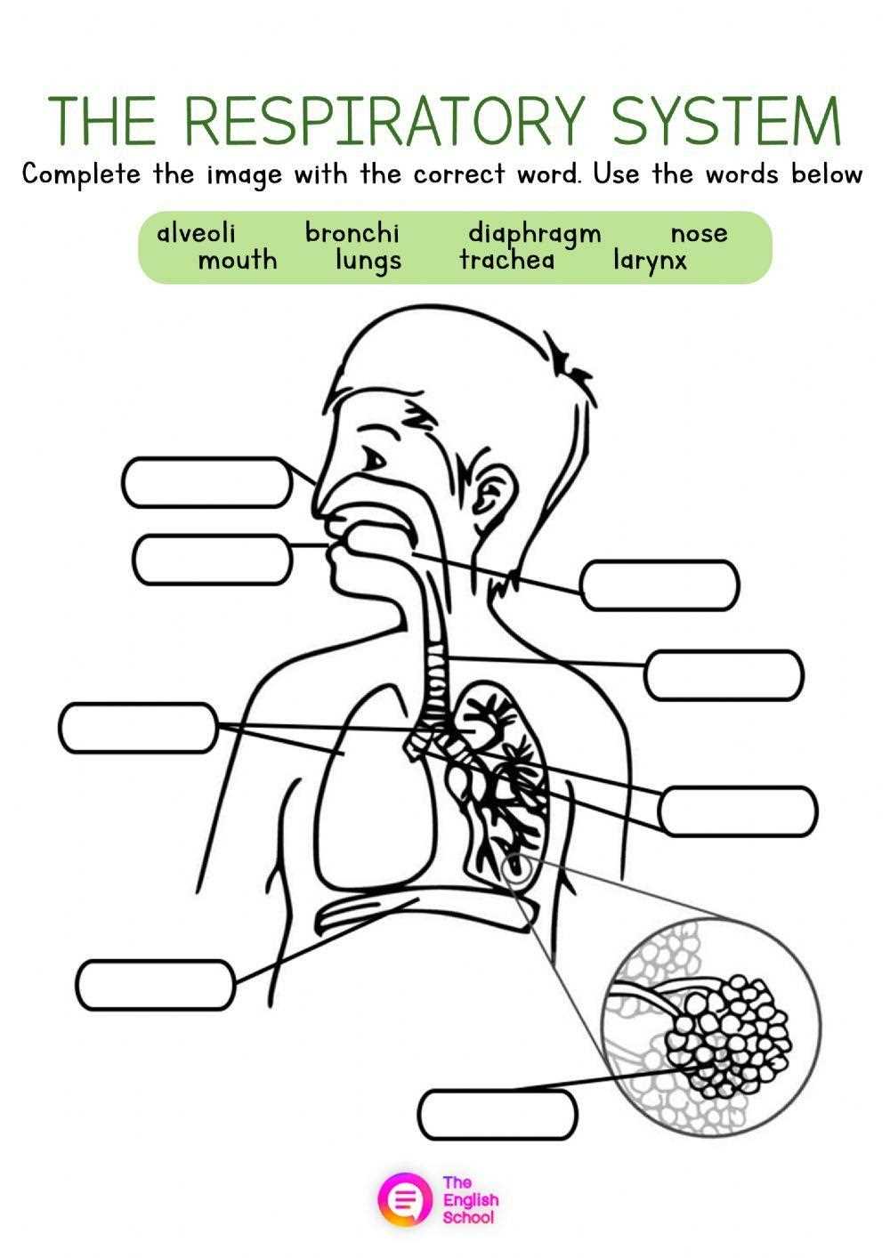 crash course respiratory system worksheet