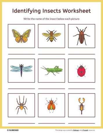 create an insect worksheet