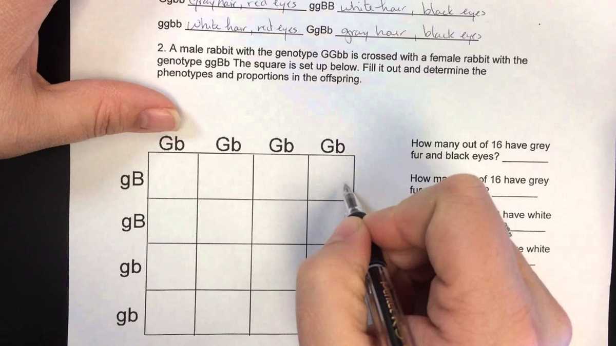 dihybrid practice worksheet