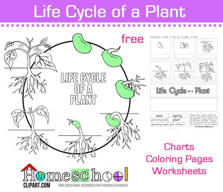 life cycle of a plant worksheet free