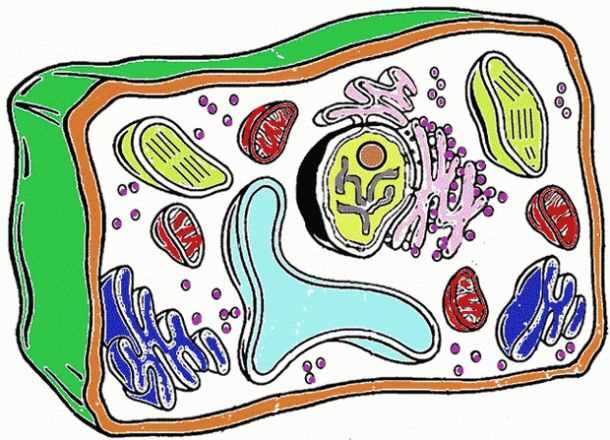 animal & plant cell coloring worksheet key