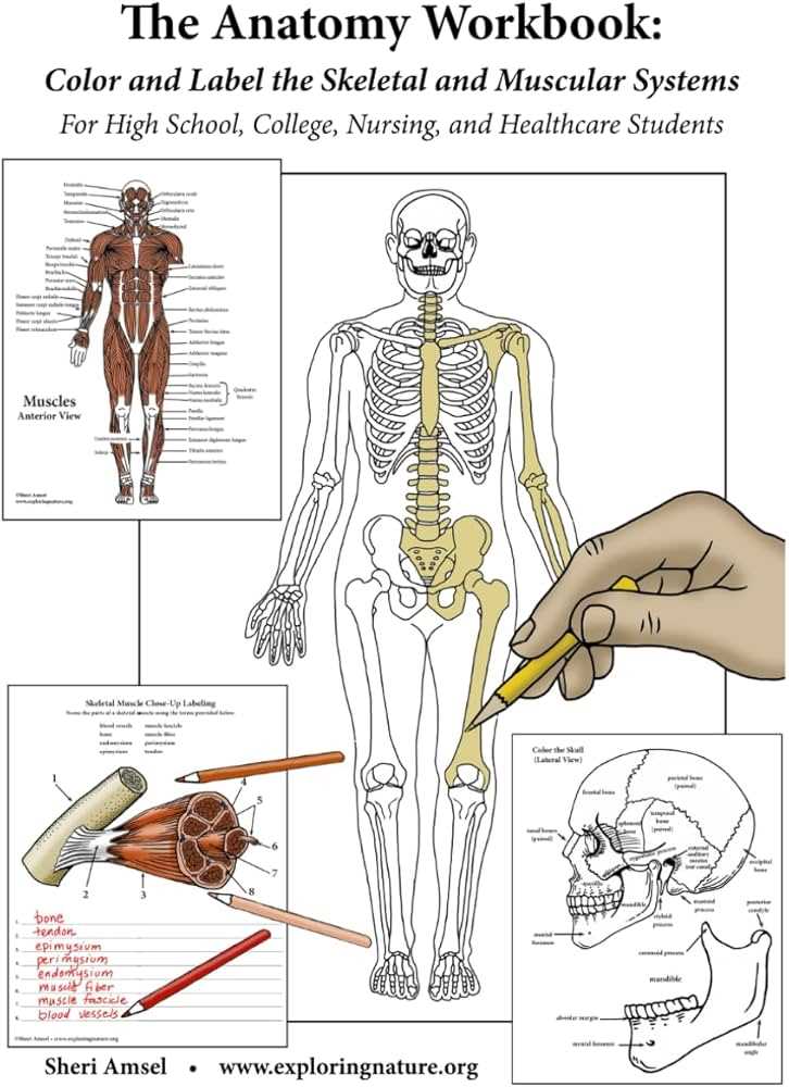 bone worksheet labeling